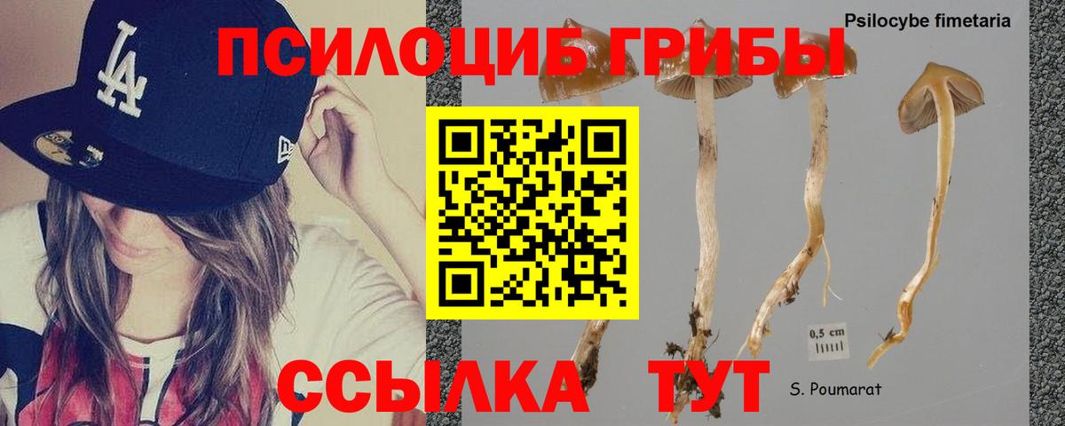 Псилоцибиновые грибы Psilocybe Гусев